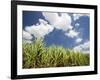 Pioneer Valley-Sugar Cane Field, , Marian, Whitsunday Coast, Queensland-Walter Bibikow-Framed Photographic Print