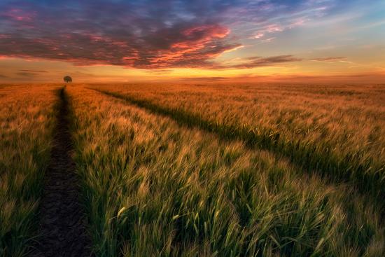 Premium Photographic Print, , large