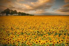 Sunflowers-Piotr Krol-Stretched Canvas