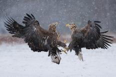 White Tailed Eagle (Haliaeetus Albicilla)-Piotr Krzeslak-Photographic Print