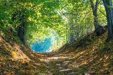 Forest Path in Autumn-Piotr Pawinski-Photographic Print