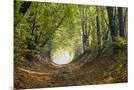 Wood Mount