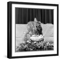 Pip the Squirrel Monkey-Sunday People-Framed Photographic Print