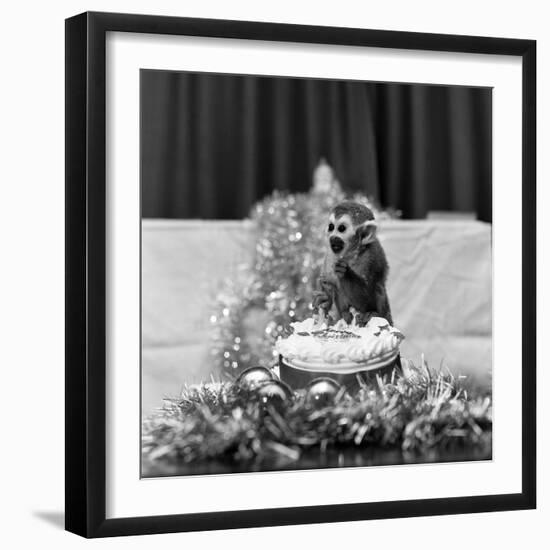 Pip the Squirrel Monkey-Sunday People-Framed Photographic Print