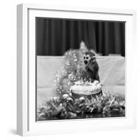 Pip the Squirrel Monkey-Sunday People-Framed Photographic Print