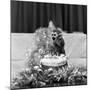 Pip the Squirrel Monkey-Sunday People-Mounted Photographic Print