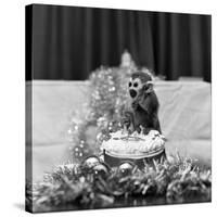 Pip the Squirrel Monkey-Sunday People-Stretched Canvas