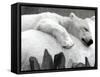 Pipaluk the Baby Polar Bear Sizzling in the Summer Hear-null-Framed Stretched Canvas