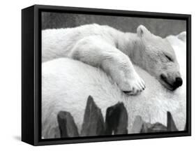Pipaluk the Baby Polar Bear Sizzling in the Summer Hear-null-Framed Stretched Canvas
