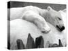 Pipaluk the Baby Polar Bear Sizzling in the Summer Hear-null-Stretched Canvas