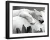 Pipaluk the Baby Polar Bear Sizzling in the Summer Hear-null-Framed Photographic Print