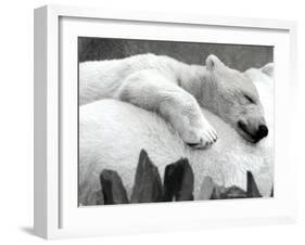 Pipaluk the Baby Polar Bear Sizzling in the Summer Hear-null-Framed Photographic Print