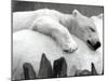 Pipaluk the Baby Polar Bear Sizzling in the Summer Hear-null-Mounted Photographic Print
