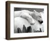 Pipaluk the Baby Polar Bear Sizzling in the Summer Hear-null-Framed Photographic Print