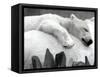 Pipaluk the Baby Polar Bear Sizzling in the Summer Hear-null-Framed Stretched Canvas