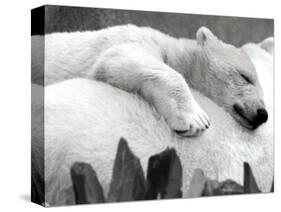 Pipaluk the Baby Polar Bear Sizzling in the Summer Hear-null-Stretched Canvas