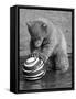 Pipaluk with Sally, His Mum, Playing with a Ball at London Zoo Today. March 1968-null-Framed Stretched Canvas