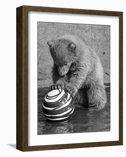 Pipaluk with Sally, His Mum, Playing with a Ball at London Zoo Today. March 1968-null-Framed Photographic Print