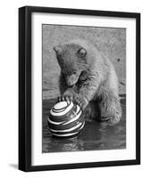 Pipaluk with Sally, His Mum, Playing with a Ball at London Zoo Today. March 1968-null-Framed Photographic Print