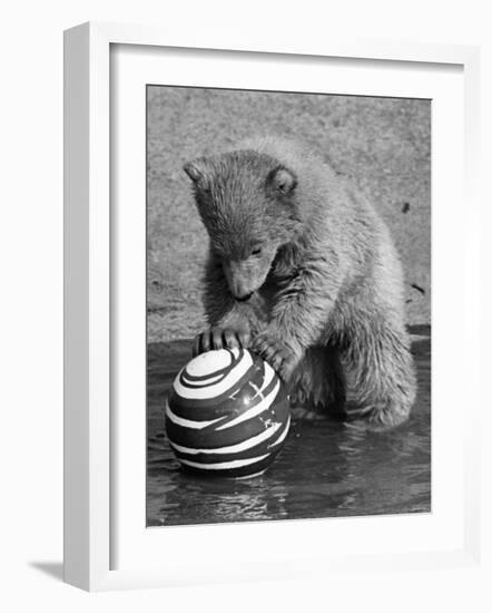 Pipaluk with Sally, His Mum, Playing with a Ball at London Zoo Today. March 1968-null-Framed Photographic Print