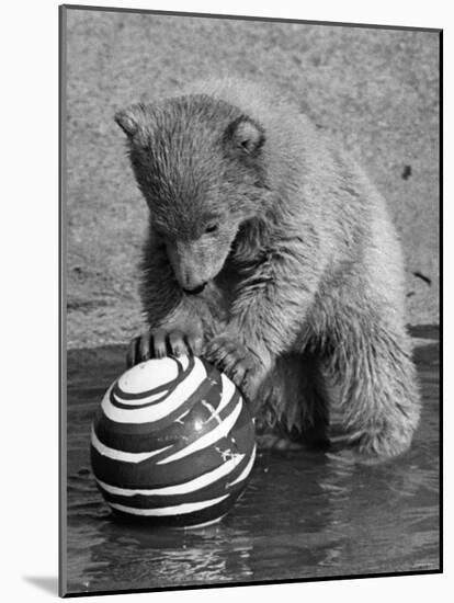 Pipaluk with Sally, His Mum, Playing with a Ball at London Zoo Today. March 1968-null-Mounted Photographic Print