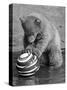 Pipaluk with Sally, His Mum, Playing with a Ball at London Zoo Today. March 1968-null-Stretched Canvas