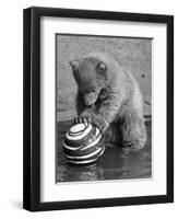 Pipaluk with Sally, His Mum, Playing with a Ball at London Zoo Today. March 1968-null-Framed Photographic Print