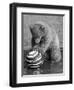 Pipaluk with Sally, His Mum, Playing with a Ball at London Zoo Today. March 1968-null-Framed Photographic Print