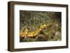 Pipefish Closeup-Hal Beral-Framed Photographic Print