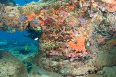 Reef Composition-pipehorse-Photographic Print