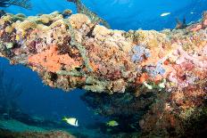 Turtle on a Reef-pipehorse-Photographic Print