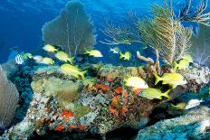 Coral Reef Composition with Fish Aggregation.-pipehorse-Photographic Print