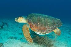 Loggerhead Sea Turtle-pipehorse-Photographic Print