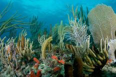 Coral Reef Composition with Fish Aggregation.-pipehorse-Photographic Print