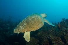 Turtle on a Reef-pipehorse-Photographic Print