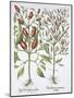 Piper Indicum-Basilius Besler-Mounted Giclee Print