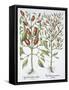 Piper Indicum-Basilius Besler-Framed Stretched Canvas