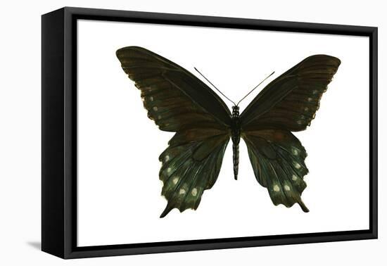 Pipevine Swallowtail (Battus Philenor), Insects-Encyclopaedia Britannica-Framed Stretched Canvas