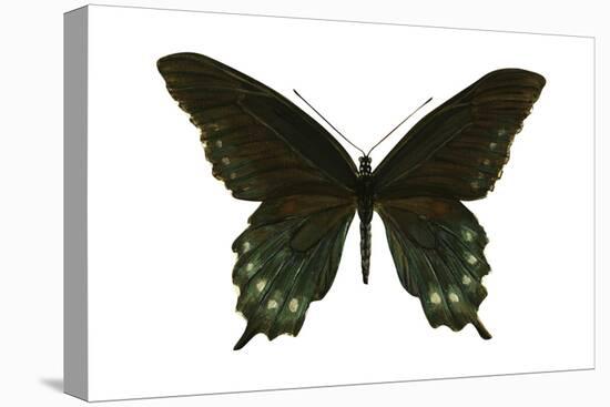 Pipevine Swallowtail (Battus Philenor), Insects-Encyclopaedia Britannica-Stretched Canvas