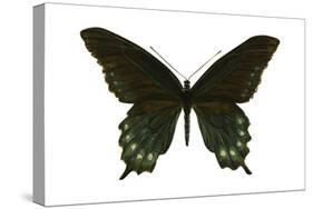 Pipevine Swallowtail (Battus Philenor), Insects-Encyclopaedia Britannica-Stretched Canvas