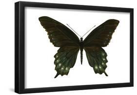 Pipevine Swallowtail (Battus Philenor), Insects-Encyclopaedia Britannica-Framed Poster