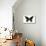 Pipevine Swallowtail (Battus Philenor), Insects-Encyclopaedia Britannica-Mounted Poster displayed on a wall