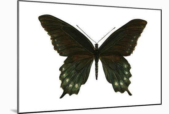 Pipevine Swallowtail (Battus Philenor), Insects-Encyclopaedia Britannica-Mounted Poster