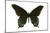 Pipevine Swallowtail (Battus Philenor), Insects-Encyclopaedia Britannica-Mounted Poster