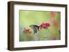 Pipevine Swallowtail Butterfly Male on Red Pentas, Marion County, Il-Richard and Susan Day-Framed Photographic Print