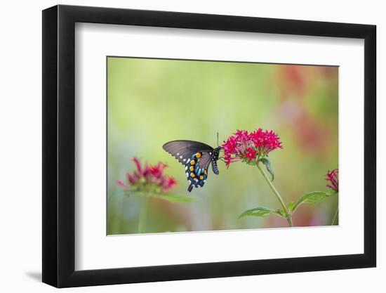 Pipevine Swallowtail Butterfly Male on Red Pentas, Marion County, Il-Richard and Susan Day-Framed Photographic Print