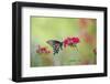 Pipevine Swallowtail Butterfly Male on Red Pentas, Marion County, Il-Richard and Susan Day-Framed Photographic Print