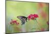 Pipevine Swallowtail Butterfly Male on Red Pentas, Marion County, Il-Richard and Susan Day-Mounted Photographic Print