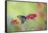 Pipevine Swallowtail Butterfly Male on Red Pentas, Marion County, Il-Richard and Susan Day-Framed Stretched Canvas