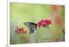 Pipevine Swallowtail Butterfly Male on Red Pentas, Marion County, Il-Richard and Susan Day-Framed Photographic Print